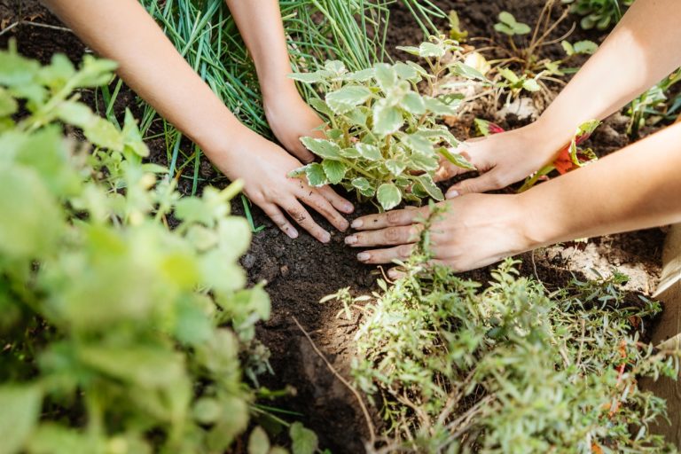 Close-up shot of people gardening
