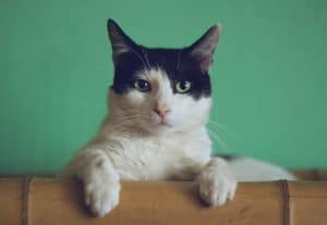 A domestic shorthaired cat.
