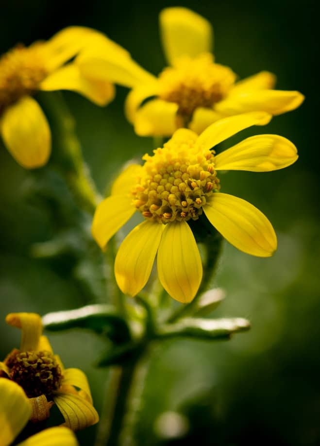 A yellow flower.