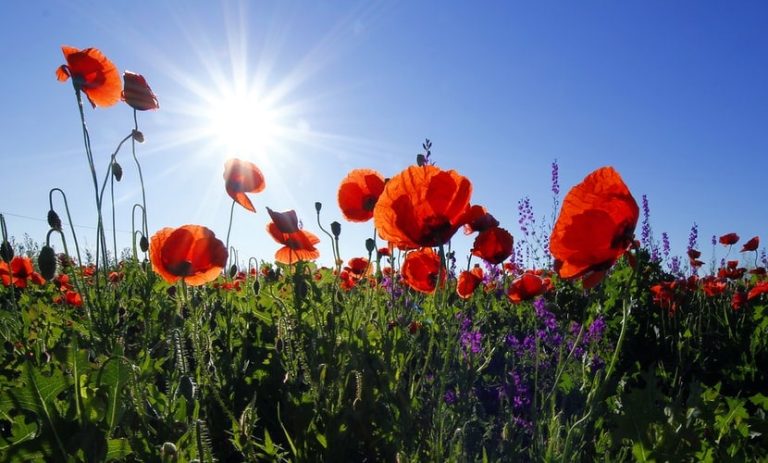 Several red flowers in a field during daytime. 