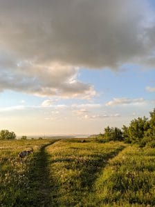 A grassy meadow.