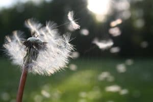 Dandelion seeds blowing outside.