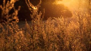 Plants and pollen outside.