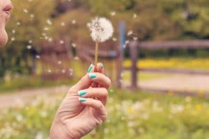 Woman blows on a dandelion flower outside